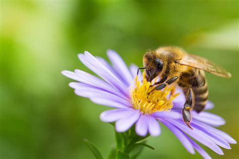 Gros plan sur des abeilles butinant les fleurs de bruyère