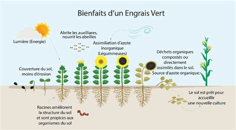 Engrais verts luxuriants dans un jardin, avec trèfle, luzerne et moutarde
