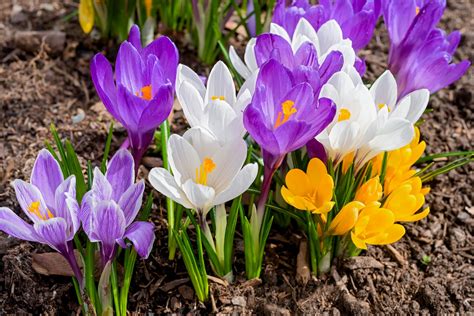 Diversité des couleurs de crocus