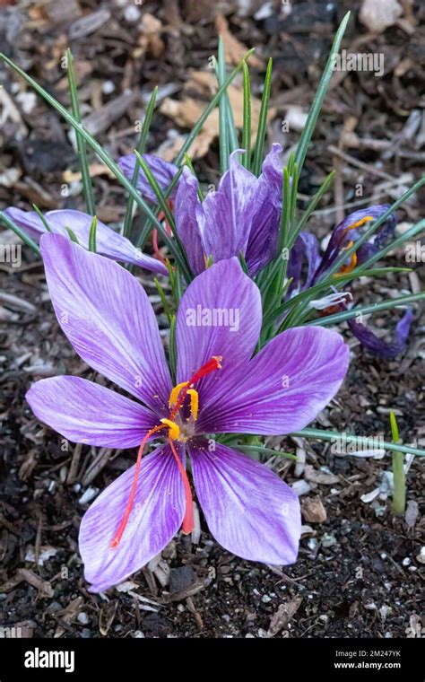 Crocus sativus avec stigmates rouges
