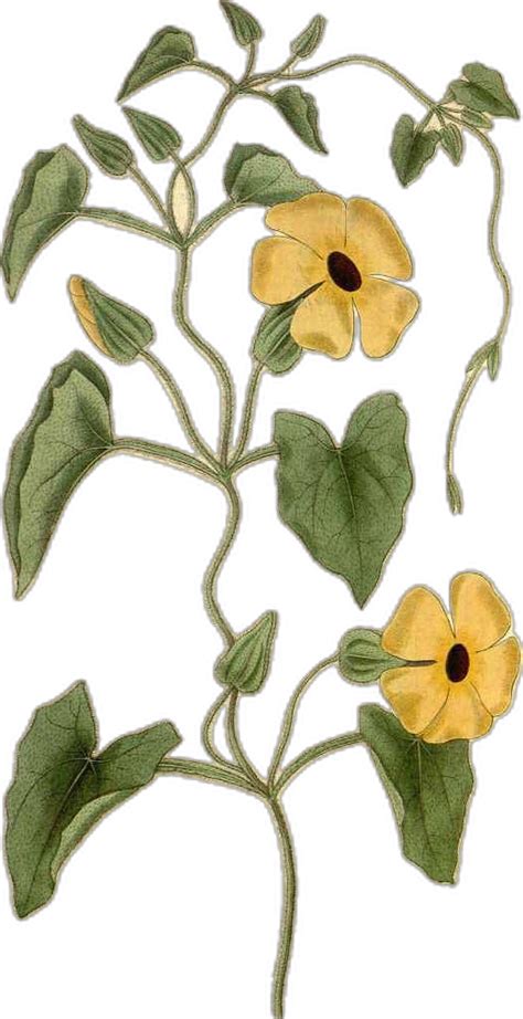 Illustration de la plante Thunbergia alata avec ses fleurs jaunes et son centre noir
