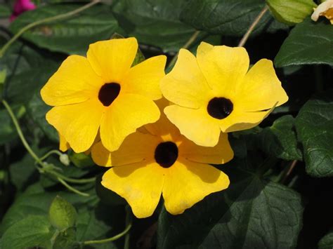 Graines de Thunbergia alata dans une main