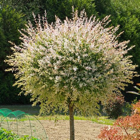 Saule crevette sur tige