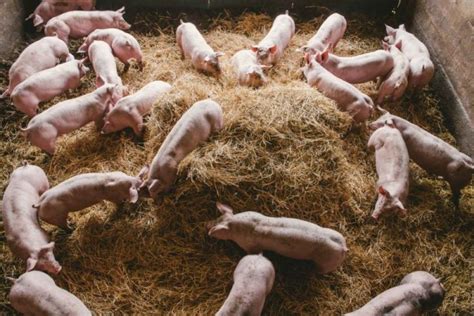 Porcs sur paille dans un bâtiment semi-ouvert
