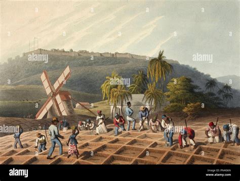 Représentation des champs de canne à sucre avec des esclaves travaillant