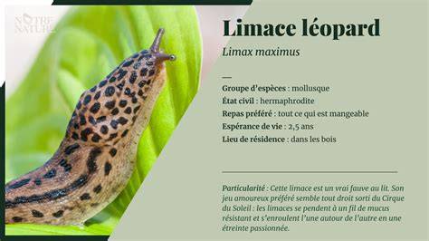 Limace léopard sur des feuilles