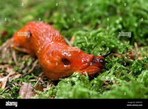 Grosse limace rouge sur la terre