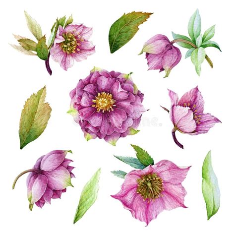 Illustration d'une hellébore en pleine floraison hivernale