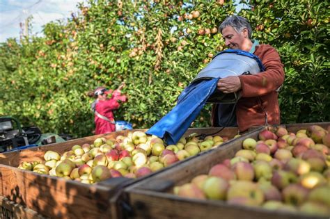 Verger traditionnel en Béarn
