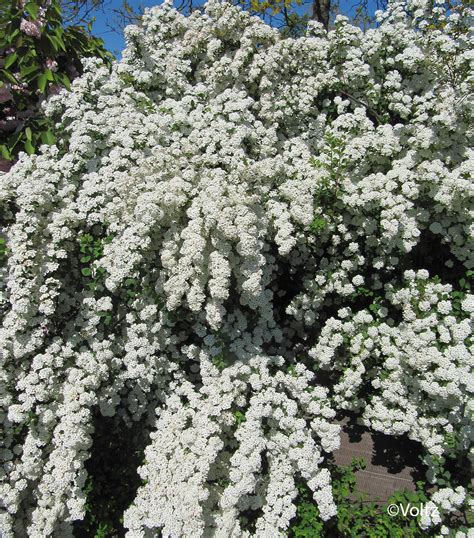 Spirée de Van Houtte en pleine floraison