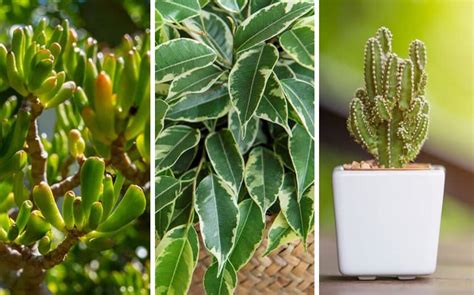 Variétés de plantes