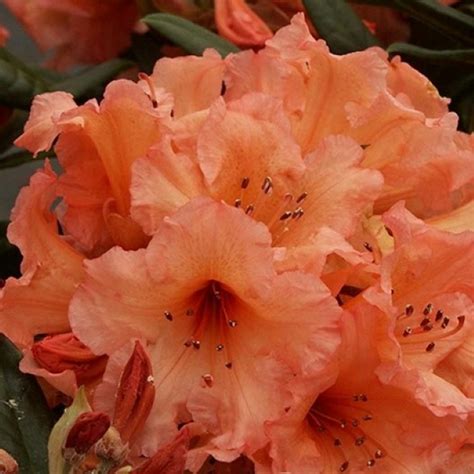 Rhododendron 'Tortoiseshell Orange' en pleine floraison