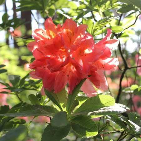 Feuillage persistant du Rhododendron 'Tortoiseshell Orange'