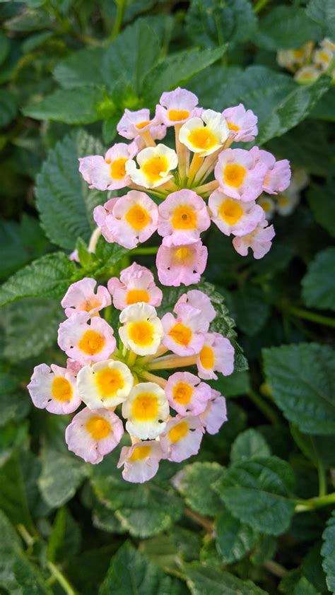 Lantana camara avec des fleurs multicolores