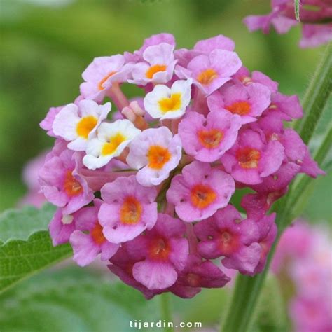 Différentes variétés de Lantana camara 'Rose'