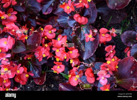 Illustration d'une variété de Begonia rouge double avec des feuilles luxuriantes