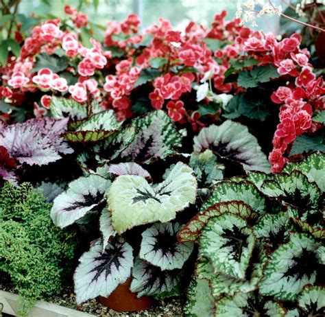Variétés de bégonias tubéreux avec des fleurs de différentes couleurs
