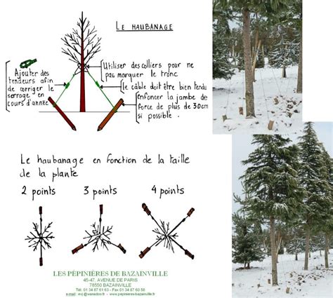 Schéma de l'attache en 8 pour le tuteurage