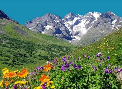 Paysage de montagne avec des fleurs sauvages
