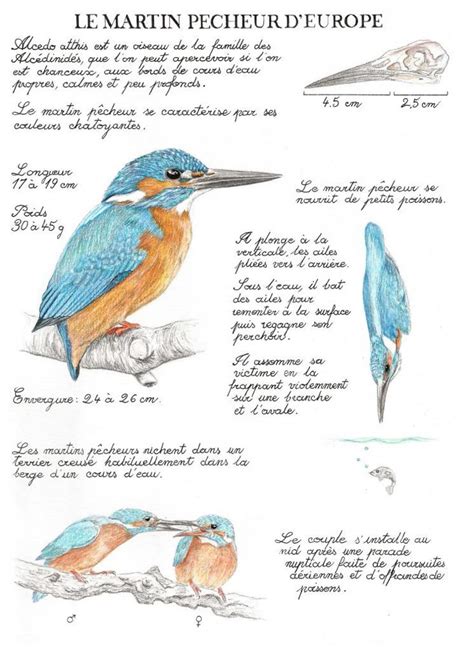 Illustration d'un martin-pêcheur en vol et d'un tuteur métallique en forme de martin-pêcheur.