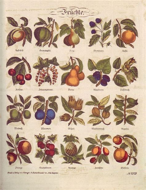 Illustration de divers arbres fruitiers avec des fruits ronds rouges dans un paysage provençal