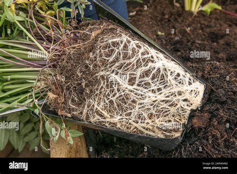 Système racinaire d'une clématite en pot