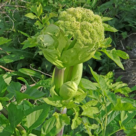Illustration d'une angélique officinale en pleine floraison dans un potager