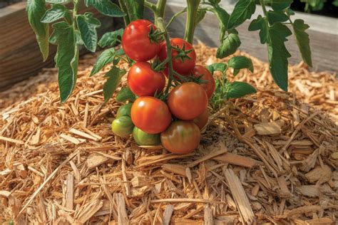 Paillage d'épluchures séchées autour d'un plant de tomate