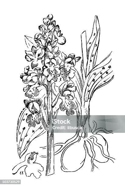Illustration ancienne représentant un Orchis avec ses tubercules en forme de testicules