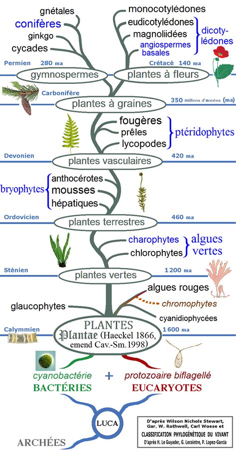 Infographie sur les micropeptides végétaux et leurs fonctions