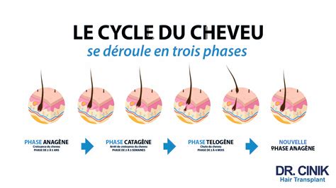 Schéma du cycle de vie du cheveu