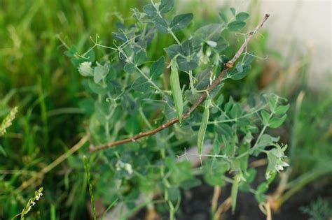 Feuilles de pois de senteur affectées par l'oïdium