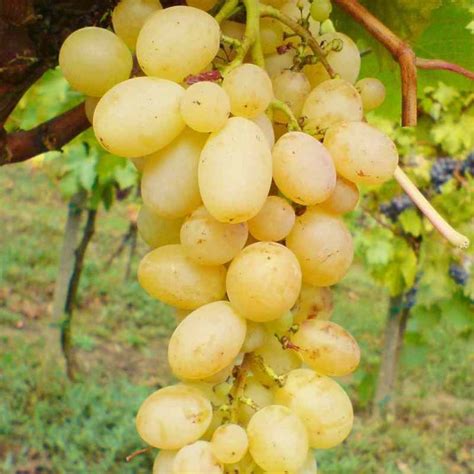 Grappes de raisin Dattier de Beyrouth