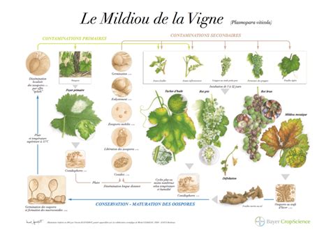 Cycle de vie du mildiou sur vigne