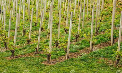 Plantation de jeunes vignes