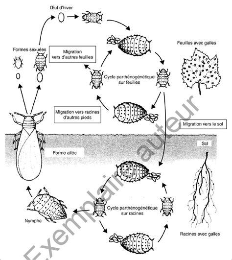 Phylloxéra radicicole et gallicole