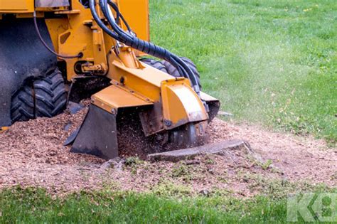 Mini-pelle en action pour dessoucher un arbre