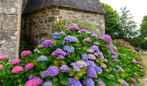 Un massif d'hortensias aux couleurs variées