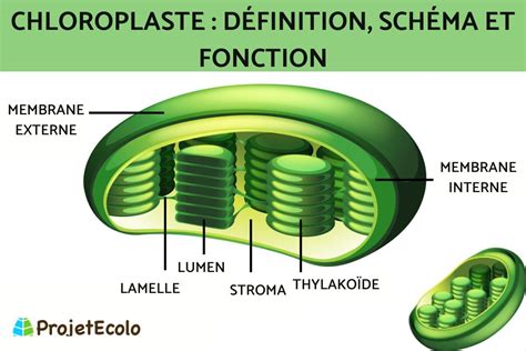 Chloroplastes dans une feuille de plante