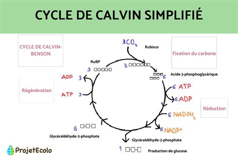 Schéma du cycle de Calvin