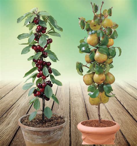 Comparaison visuelle entre un arbre fruitier standard et un arbre fruitier nain en pot