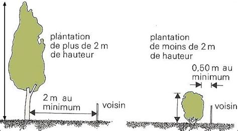 Schéma de distance de plantation entre les cyprès et les limites de propriété