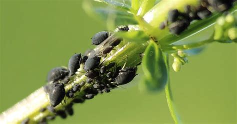 Illustration d'un jardin infesté de pucerons et d'un jardin sain