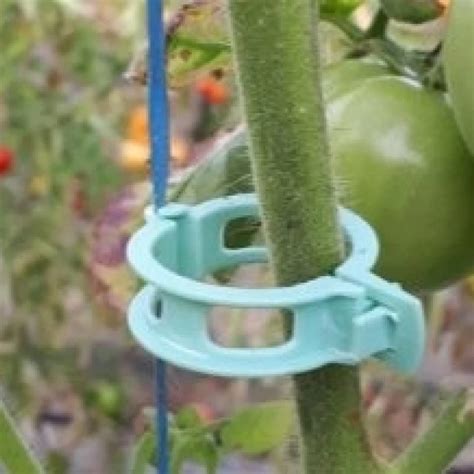 Comparatif visuel des différents types de clips et attaches pour tomates
