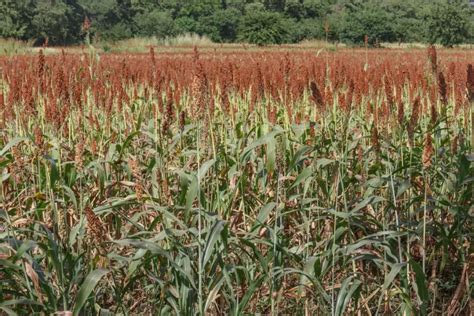 Plante de sorgho et ses racines profondes
