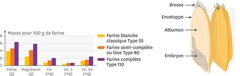 Diagramme nutritionnel comparant le blé entier et la farine blanche