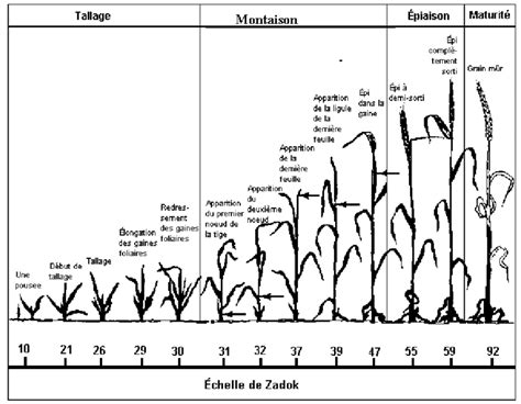 Représentation des stades de développement du blé