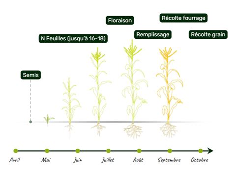 Tableau comparatif des rendements du maïs avec différentes stratégies de fertilisation organique