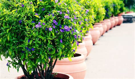 une sélection de plantes en pot