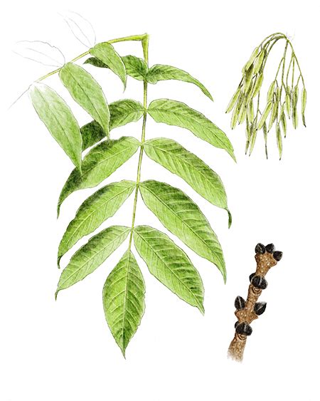 Illustration d'un frêne majestueux avec ses feuilles caractéristiques